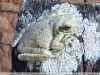 Trachycephalus typhonius