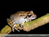 Yunganastes pluvicanorus