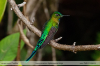 Aglaiocercus-kingi