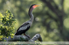 Anhinga-anhinga
