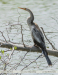 Anhinga-anhinga