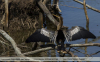 Anhinga-anhinga