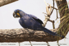 Anodorhynchus-hyacinthinus