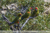Ara-rubrogenys