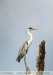 Ardea-cocoi