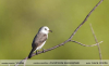 Arundinicola-leucocephala