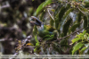 Aulacorhynchus-coeruleicinctis