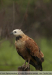 Busarellus-nigricolis