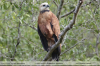 Busarellus-nigricollis