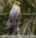 Buteogallus-meridionalis