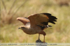 Buteogallus-meridionalis
