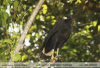 Buteogallus-urubitinga