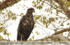 Buteogallus-urubitinga_