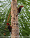 Campephilus-rubricollis