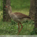 Cariama-cristata