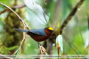 Catamblyrhynchus-diadema