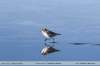 Charadrius-alticola