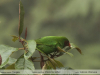 Chlorornis riefferii