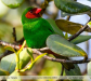 Chlorornis-riefferii