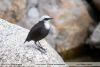 Cinclus-leucocephalus