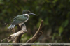 Cloroceryle-amazona
