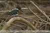 Cloroceryle-amazona_