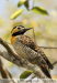 Colaptes-campestris