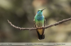Colibri-serrirostris