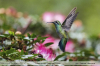 Colibri-serrirostris