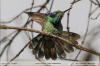 Colibri-thalassinus