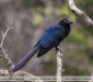 Crotophaga-major