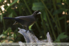 Cyanocorax cyanomelas