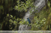 Cyanolyca-viridicyanus