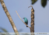 Dacnis-cayana