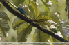 Dacnis cayana
