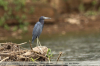 Egretta-caerulea