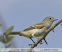 Elaenia-parvirostris