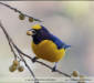Euphonia-chlorotica