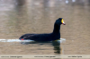Fulica-gigantea