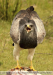 Geranoaetus-melanoleucus