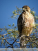 Geranoaetus-polyosoma