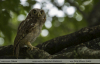 Glaucidium-brasilianum