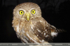 Glaucidium-brasilianum_