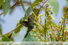 Haplophaedia assimilis