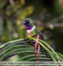 Heliangelus-amethysticollis