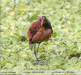 Jacana-jacana