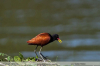 Jacana-jacana