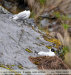 Larus-serranus