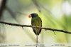 Lepidothrix coronata