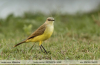Machetornis rixosa
